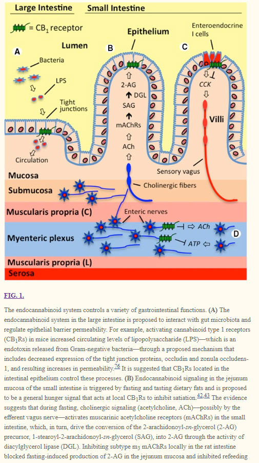 good-bacteria-after-antibiotics---cb-receptors-intestines