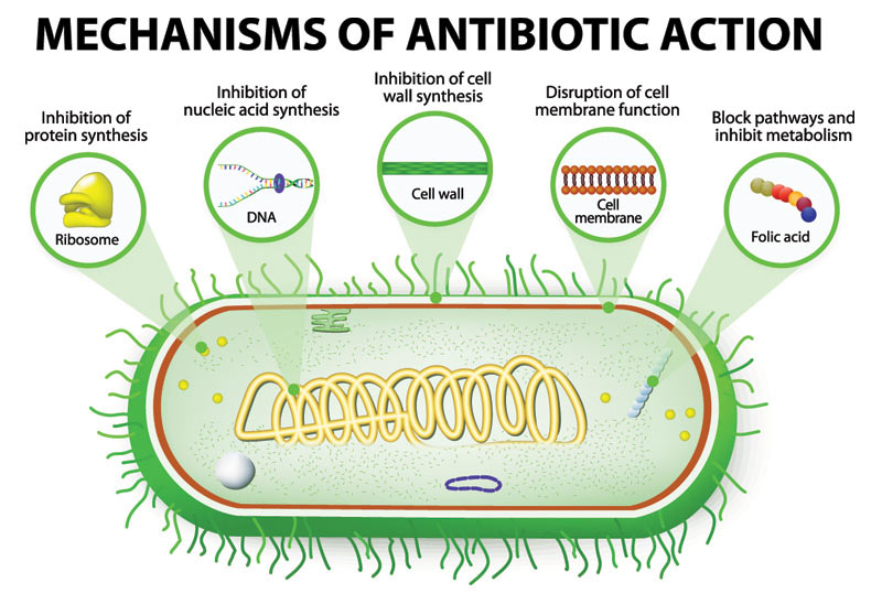 good-bacteria-after-antibiotics---mechanisms-of-antibiotic