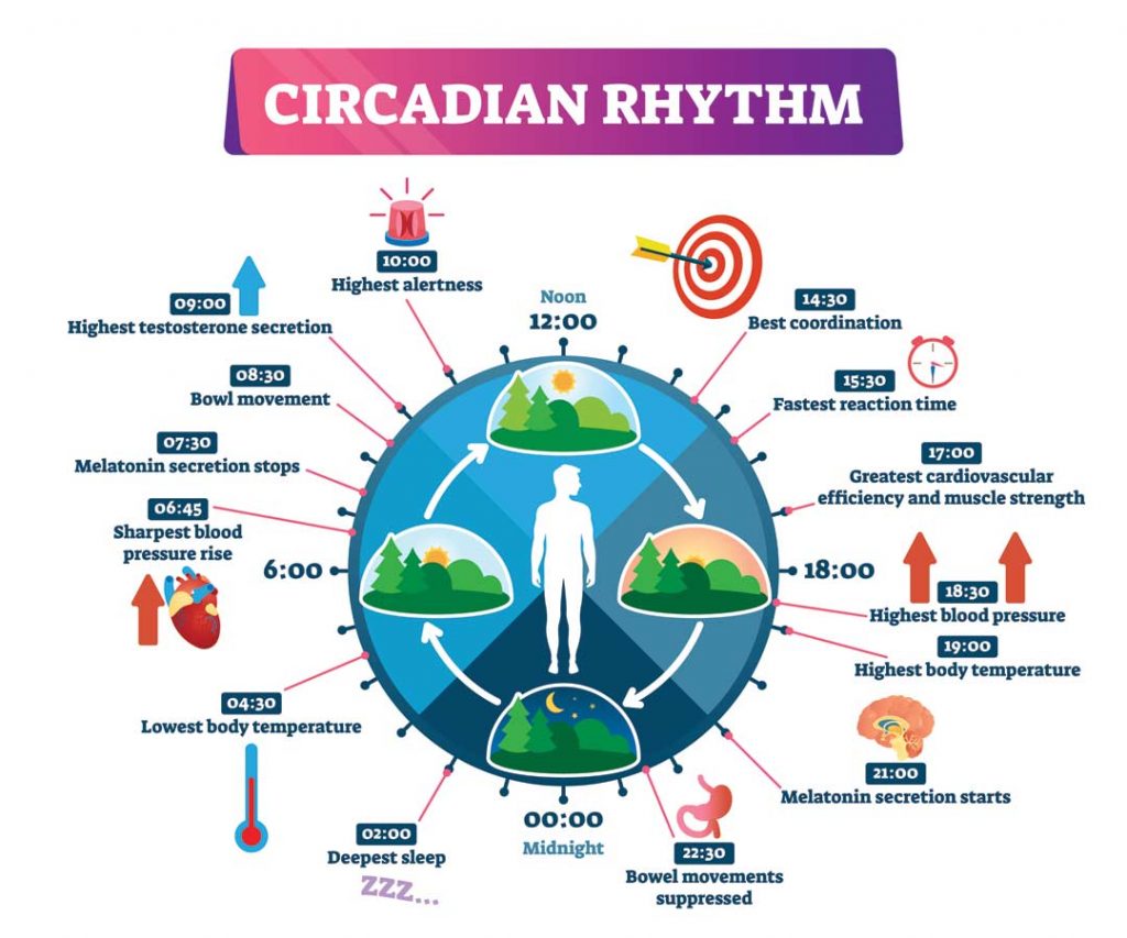 circadian-rhythm-sleep-cycles-01