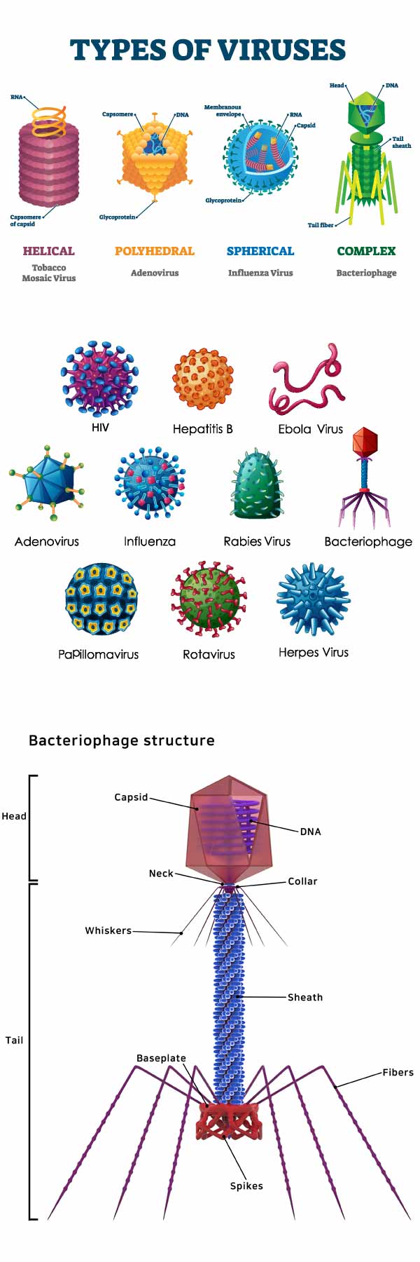 10 Different Types Of Viruses