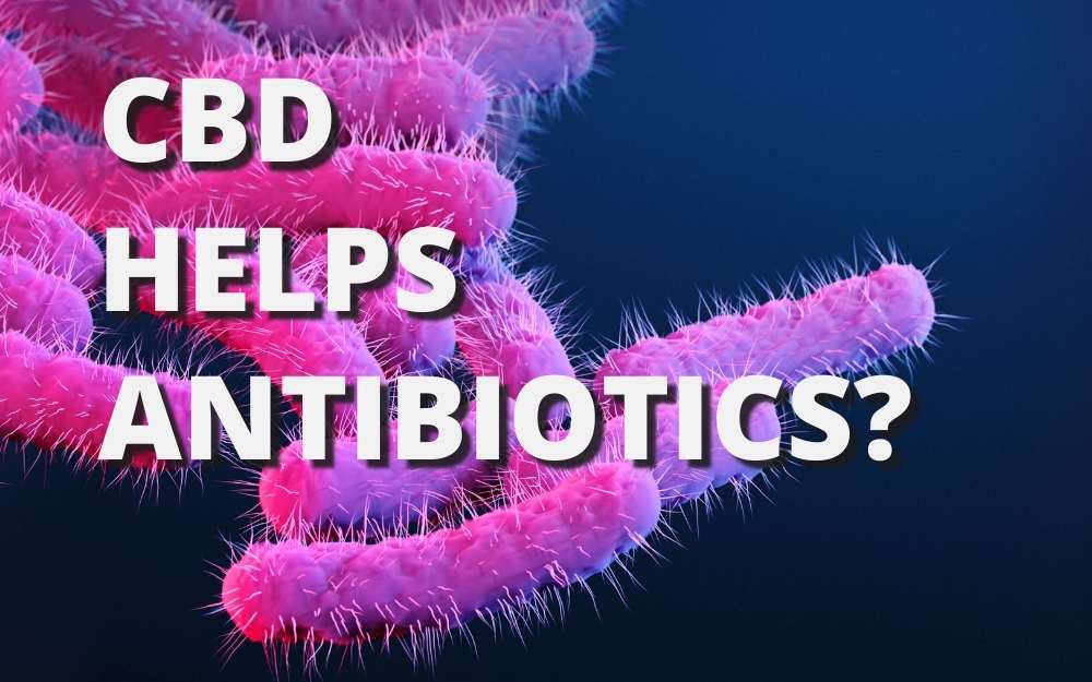 can you take cbd with antibiotics 2