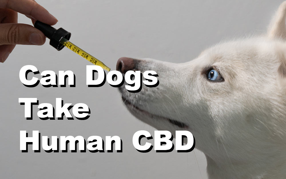 Is-Human-Grade-CBD-Safe-For-Dogs