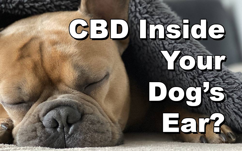 Can You Put CBD Oil In Dogs Ears? A Detailed Guide