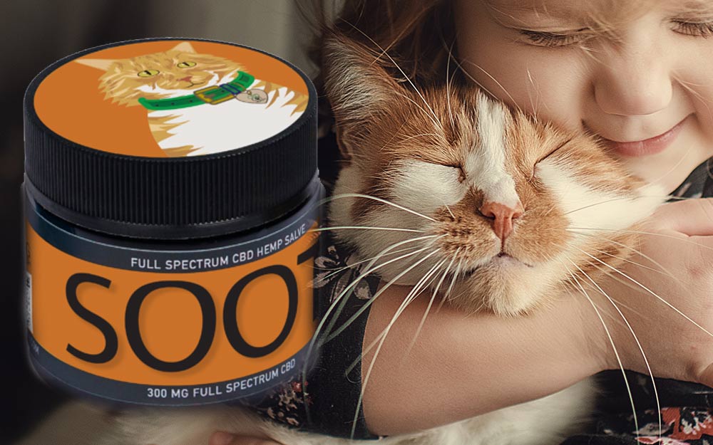 CBD Treats For Cats - Everything You Need To Know 4
