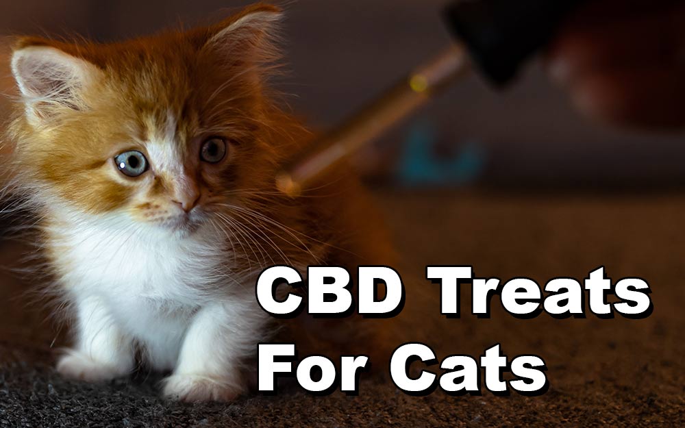 CBD Treats For Cats – Everything You Need To Know