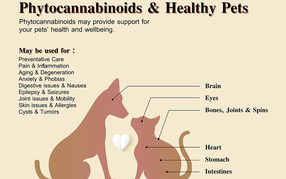 CBD Treats For Cats - Everything You Need To Know 7