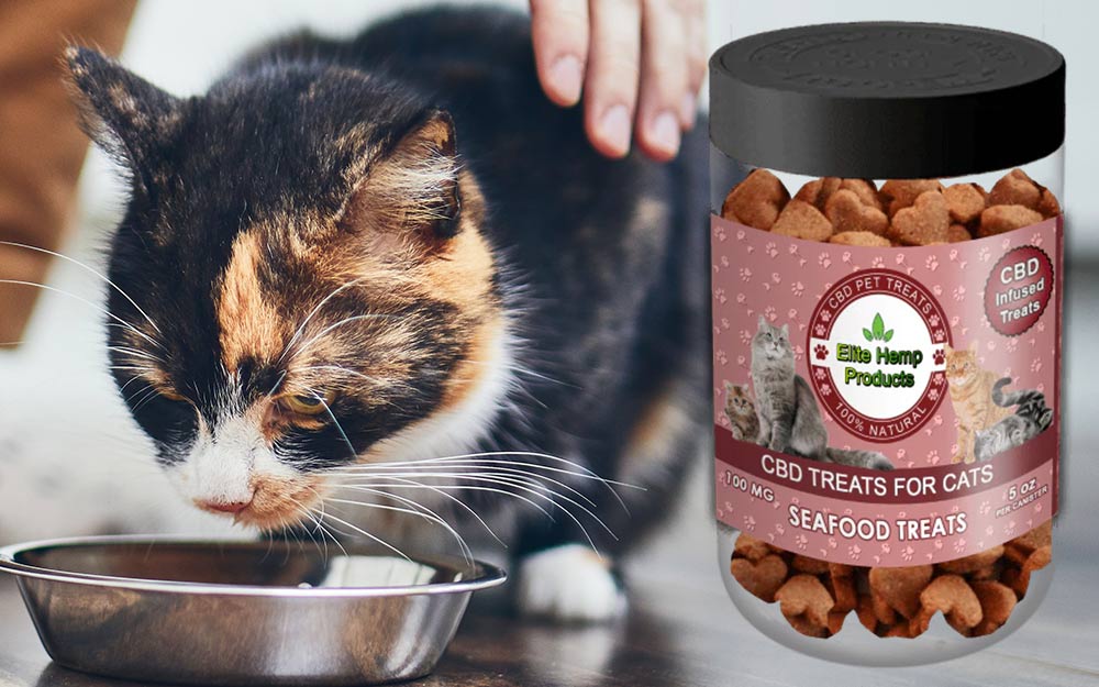 CBD Treats For Cats - Everything You Need To Know 3