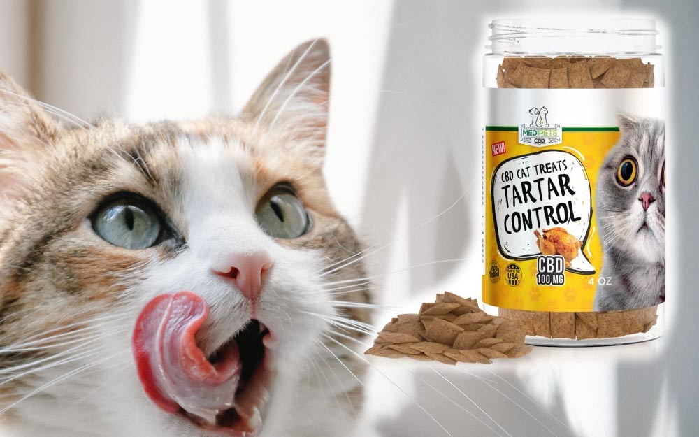 CBD Treats For Cats - Everything You Need To Know 1
