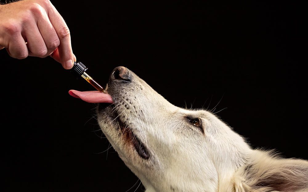 Top 5 CBD Dog Treats: Can CBD Help My Pet? What You Need To Know