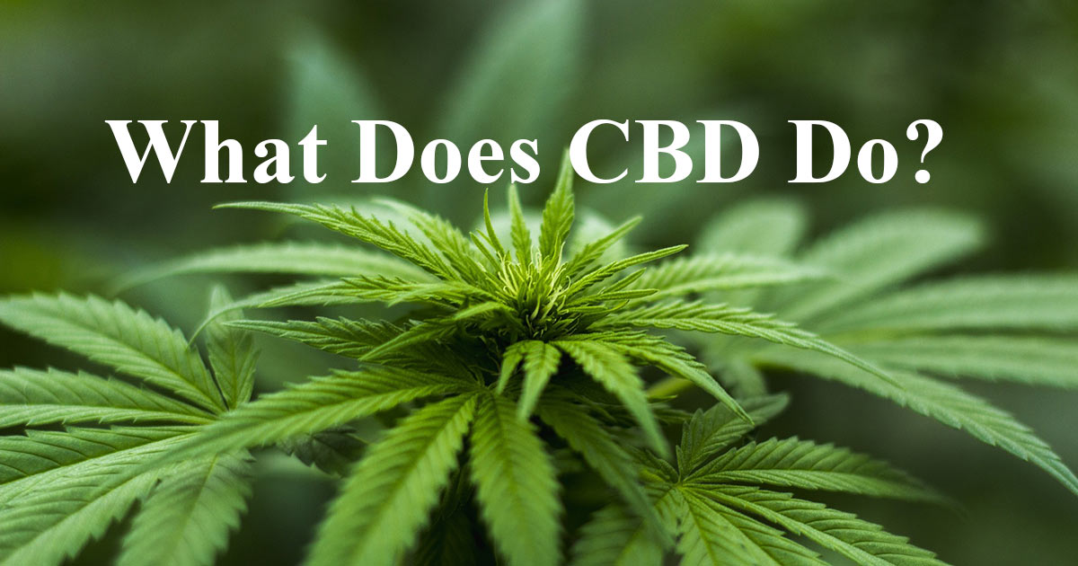 What Does CBD Do To You? What You Need To Know - #1 Trusted Idaho ...