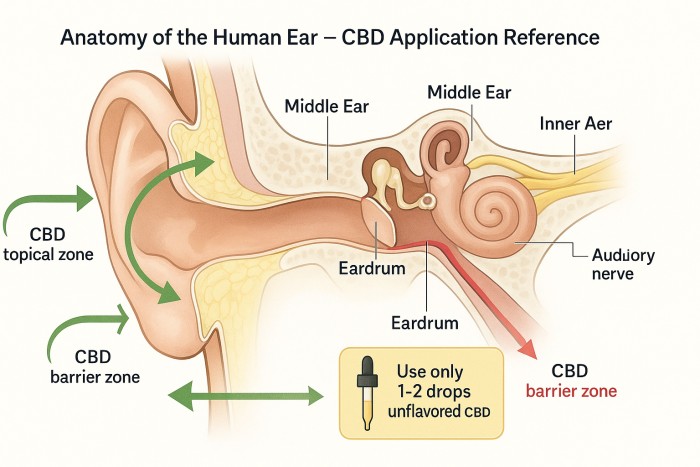 Can You Really Put CBD Oil In Your Ear? Benefits, Risks, & Expert Insights 1 Anatomy of the Human Ear – CBD Application Reference