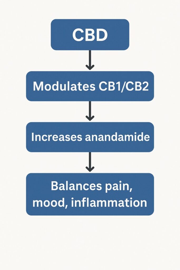 How CBD Works: A Comprehensive Guide To Its Mechanisms In The Body 1 CBD Mechanism Flowchart