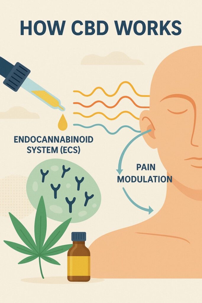 Can You Really Put CBD Oil In Your Ear? Benefits, Risks, & Expert Insights 3 How CBD Works In Your Ear Graphic - ECS + Nerve Signals
