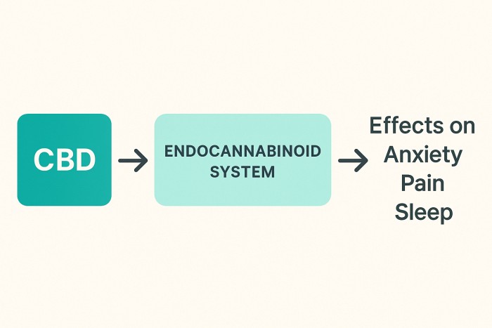 CBD Benefits: Scientific Studies On Anxiety, Pain, & Sleep Relief 1 flowchart cbd and ecs effects on Anxiety, Pain, Sleep.